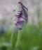 Tulips and wild garlic