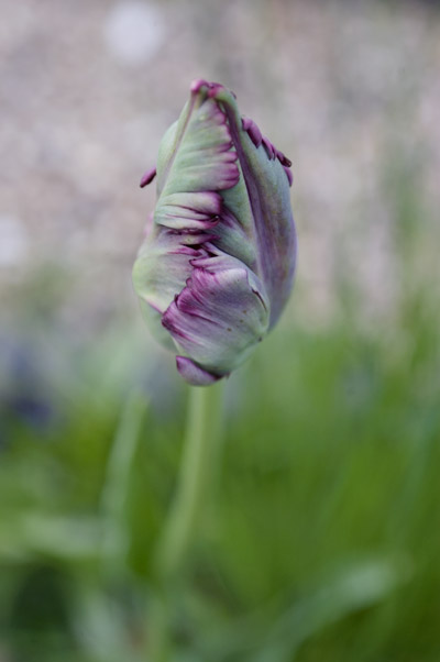 dsc_0008.jpg