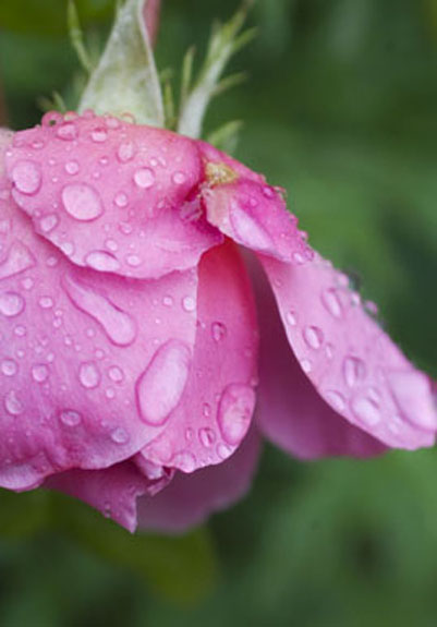 dsc_0012rose.jpg