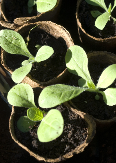 dsc_0020nicotiana.jpg