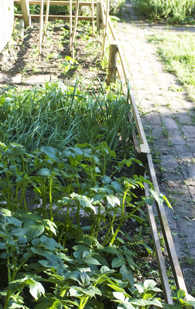 dsc_0026veg-patch2.jpg