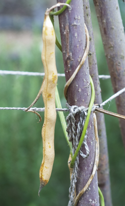 dsc_0039beanseed-nov-o9.jpg