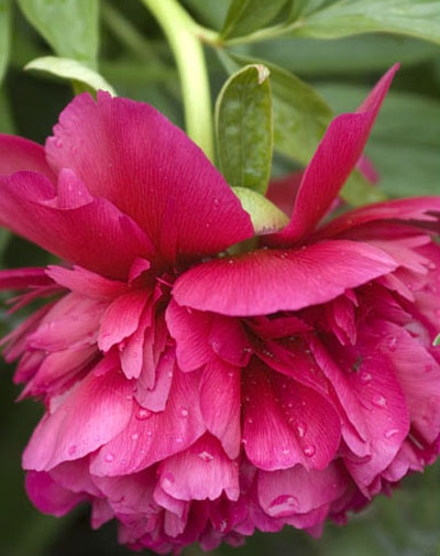 dsc_0049peony2.jpg