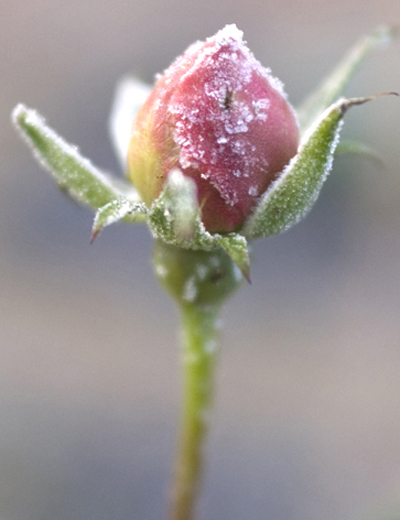 dsc_0075rose1.jpg