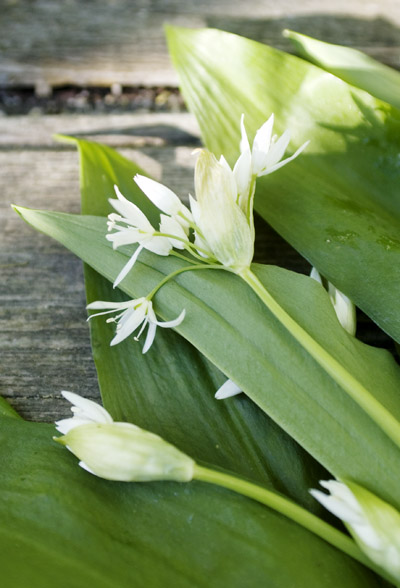 dsc_0089wild-garlic.jpg