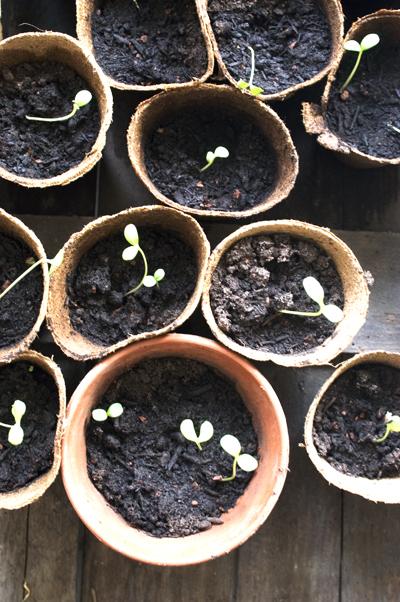 zinnia-seedlingsdsc_0006.jpg